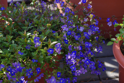 IMGP0571.jpg