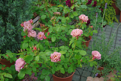 IMGP0690.jpg