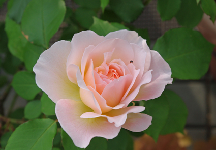 IMGP0714.jpg