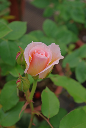 IMGP0715.jpg