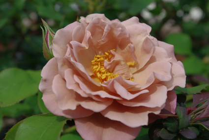IMGP0751.jpg