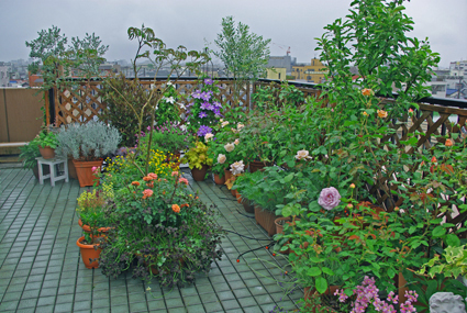 IMGP0785-1.jpg