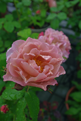 IMGP0798.jpg