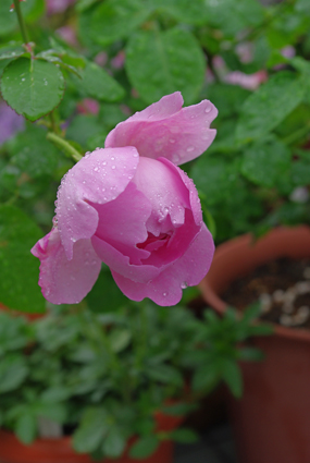 IMGP0831.jpg
