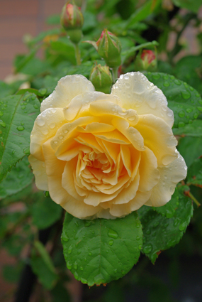 IMGP0846.jpg