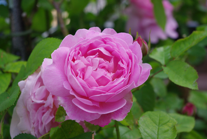 IMGP0879.jpg