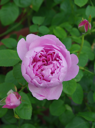 IMGP0906.jpg