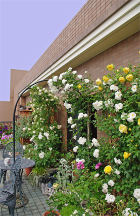 IMGP0975.jpg