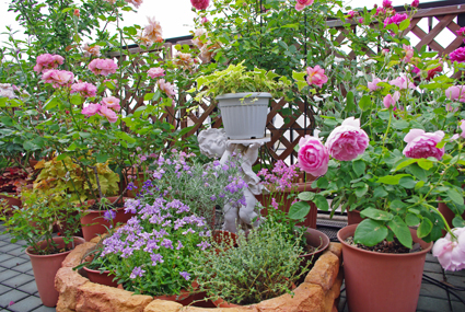 IMGP0988.jpg
