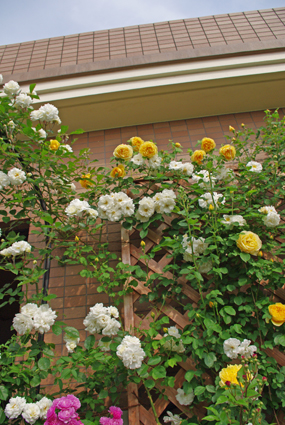 IMGP1069.jpg