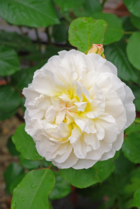 IMGP1115.jpg