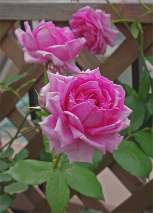 IMGP1247.jpg