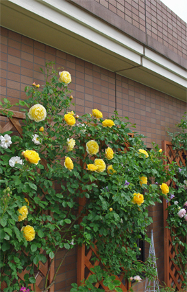 IMGP1259.jpg