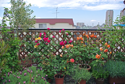 IMGP1270.jpg