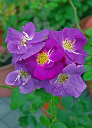 IMGP2704.jpg