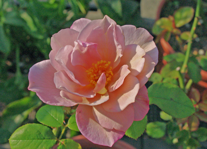IMGP2741.jpg