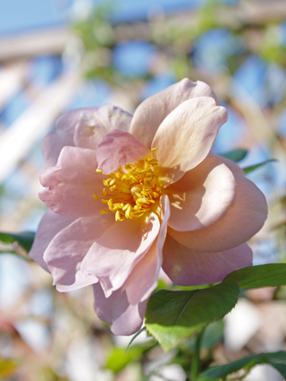 IMGP2810.jpg