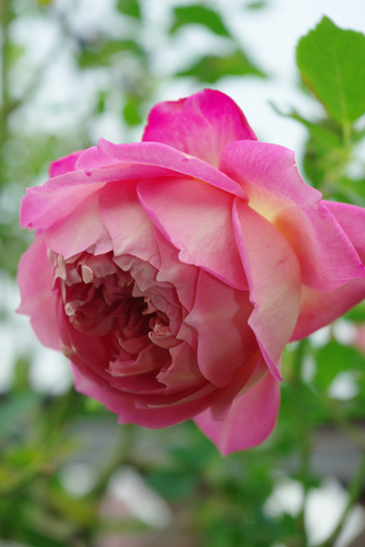 IMGP2841.jpg