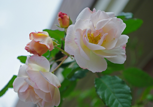 IMGP2854.jpg