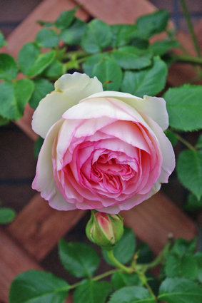 IMGP3511.jpg