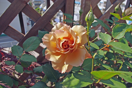 IMGP3513.jpg