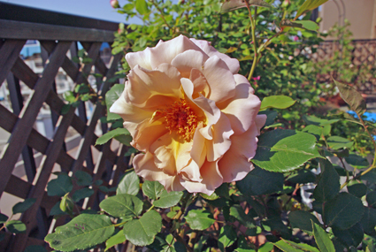IMGP3514.jpg