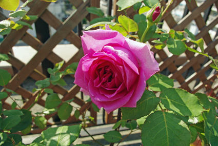 IMGP3515.jpg