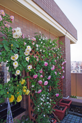 IMGP3521.jpg