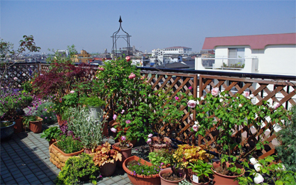 IMGP3528.jpg