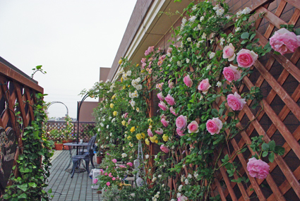 IMGP3532.jpg