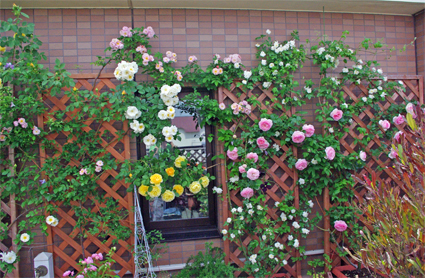 IMGP3533.jpg