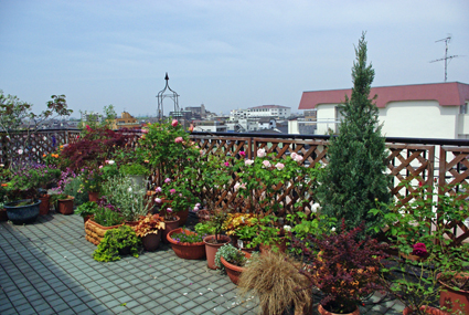 IMGP3546.jpg