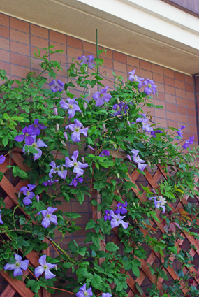 IMGP3588.jpg