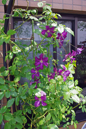IMGP3625.jpg