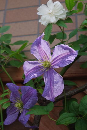 IMGP3632.jpg