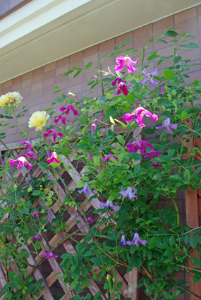 IMGP3637.jpg