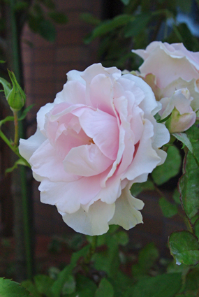 IMGP3657.jpg
