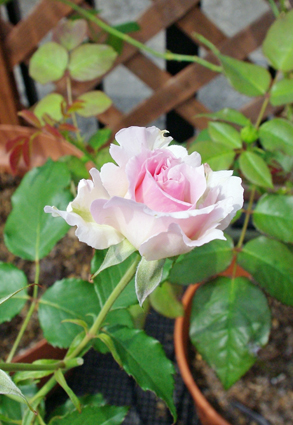 IMGP3669.jpg