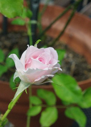 IMGP3670.jpg