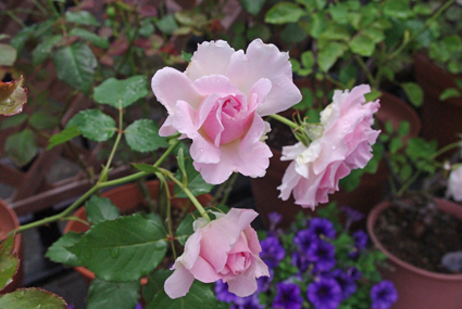 IMGP3700.jpg