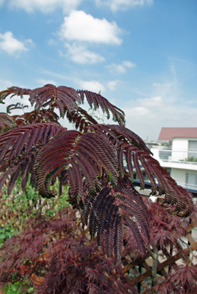 IMGP3721.jpg
