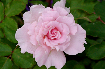 IMGP3829.jpg