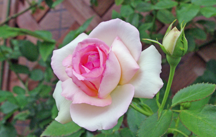 IMGP3841.jpg
