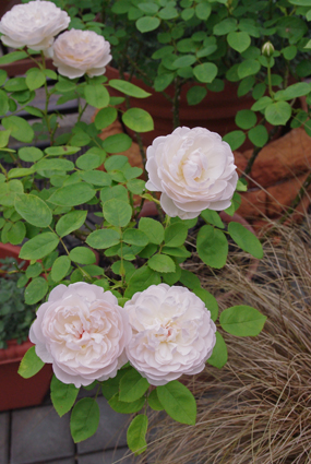 IMGP3848.jpg