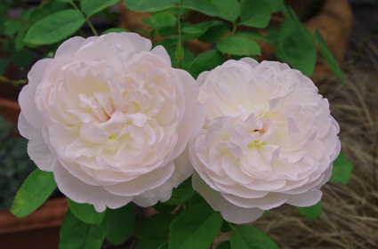 IMGP3849.jpg
