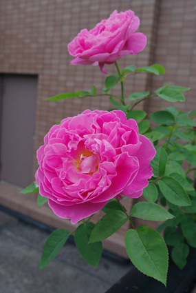 IMGP3851.jpg
