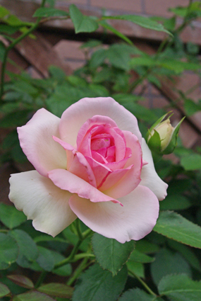 IMGP3857.jpg