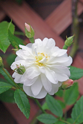 IMGP3860.jpg