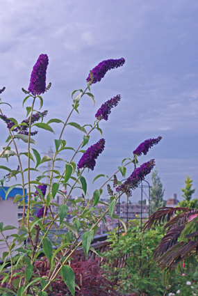 IMGP3872.jpg