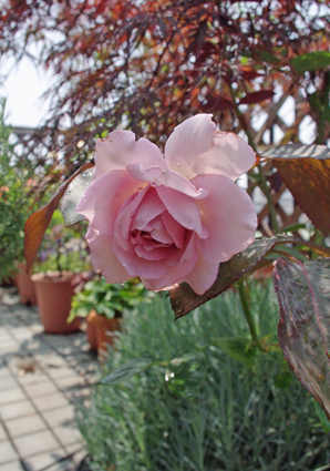 IMGP3873.jpg